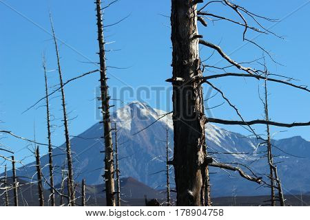 Dead Forest, Tolbachik volcano Kamchatka Russia, sunny day