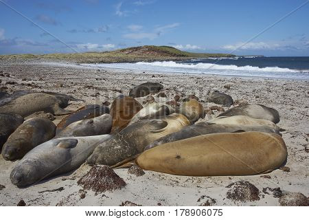 Group of Southern Elephant Seals (Mirounga leonina) sleeping on a sandy beach on Sealion Island in the Falkland Islands.