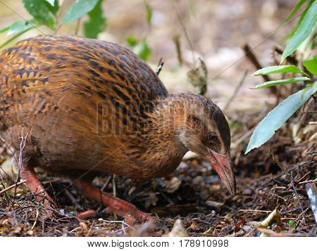 A Weka