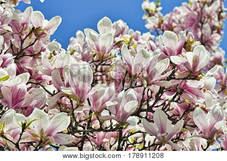 Beautifull Magnolia Tree And Flowers In Easter
