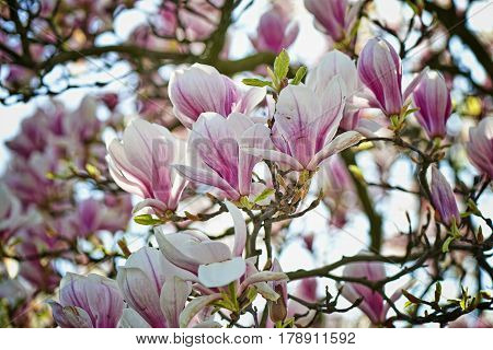 Beautifull Magnolia Tree And Flowers In Easter