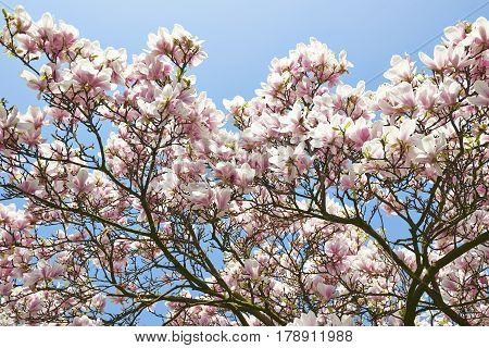 Beautifull Magnolia Tree And Flowers In Easter