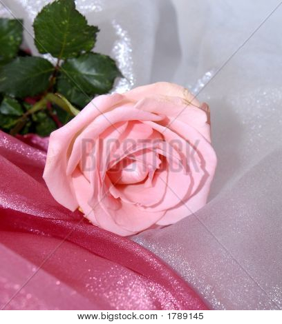  Soft Pink Rose