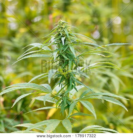 Hemp Buds Field