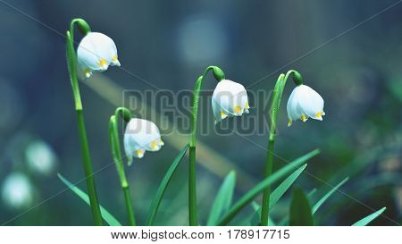 Spring snowflakes flowers. ( leucojum vernum carpaticum) Beautiful blooming flowers in forest with natural colored background.