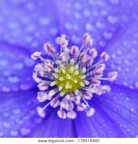 Spring flower. Beautiful blooming first small flowers in the forest. Hepatica. (Hepatica nobilis)