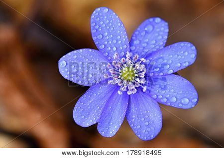 Spring flower. Beautiful blooming first small flowers in the forest. Hepatica. (Hepatica nobilis)
