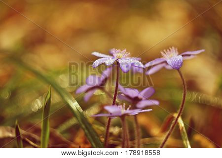 Spring flower. Beautiful blooming first small flowers in the forest. Hepatica. (Hepatica nobilis) Photos old manual lens.
