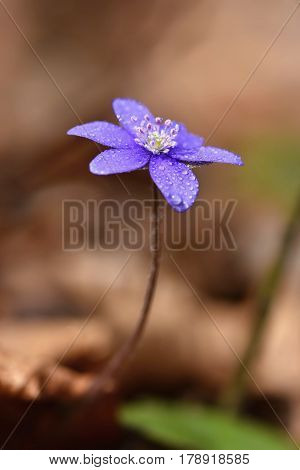 Spring Flower. Beautiful Blooming First Small Flowers In The Forest. Hepatica. (hepatica Nobilis)