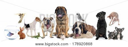 group of pet in front of white background