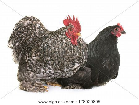 pekin chicken in front of white background