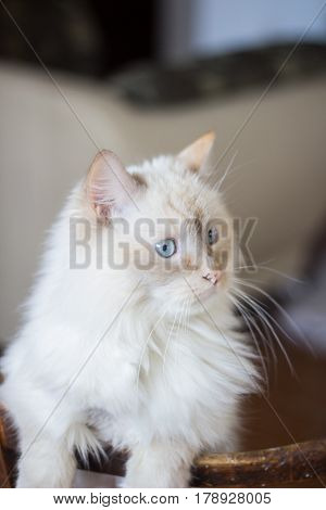 Domestic cat with turquoise blue eyes. looking away