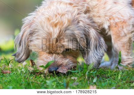 Cute Dog Sniffles In The Grass