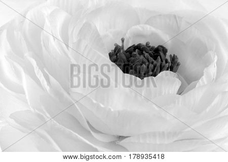 Rununculus Buttercup white and black  flower macro