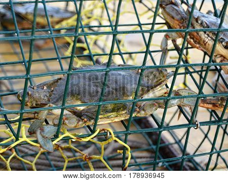 Atlantic blue crabs inside trap bait cage