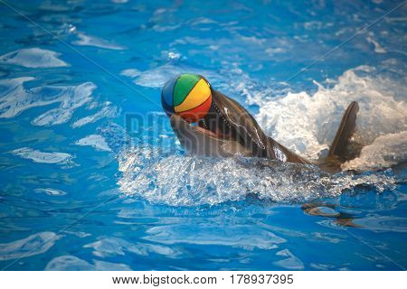Dolphin playing with a ball. Dolphinarium Phuket. Thailand