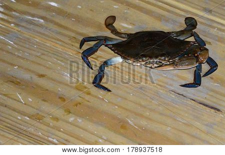 horizontal shot of Atlantic blue crab on wooden deck