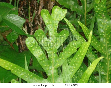 Tropical Plant - Maui