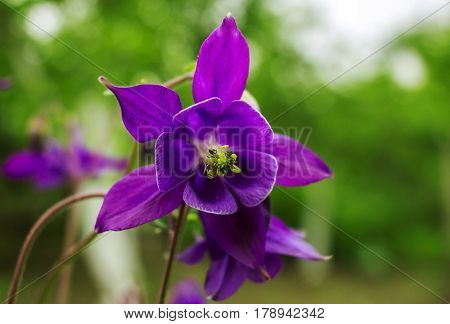 Beautiful flower background . Great spring background blooming wild flowers.