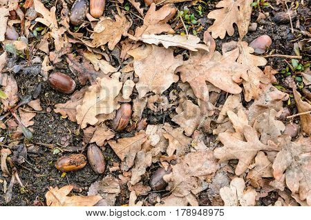 Background of dry fallen oaken leaves on the ground