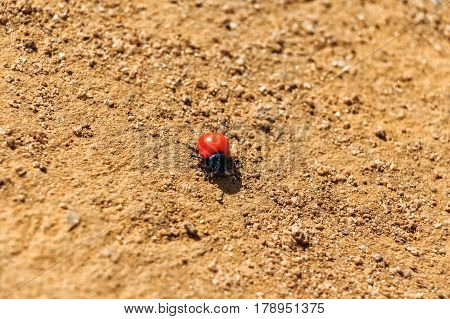 Spotless ladybug on yellow ground in Sri Lanka
