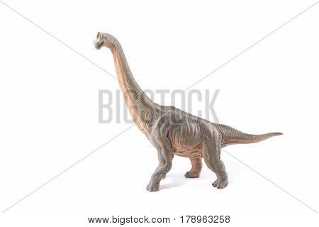 Brown Brachiosaurus Altithorax From The Late Jurassic Full Body White Background