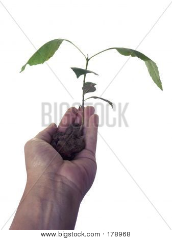 Nový růst