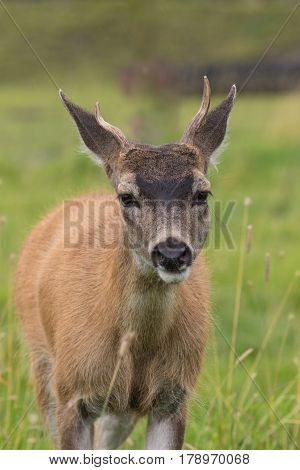 a sitka blacktail deer buck in Alaska