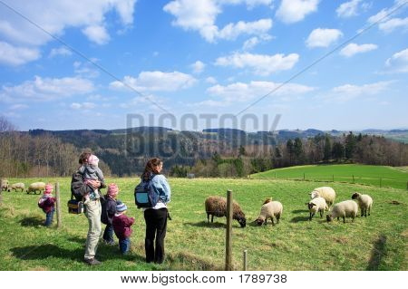 Família está assistindo as ovelhas