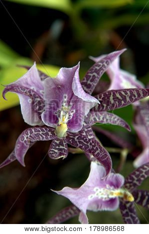 Miltassia Orchid Purple and Yellow Macro Close Up