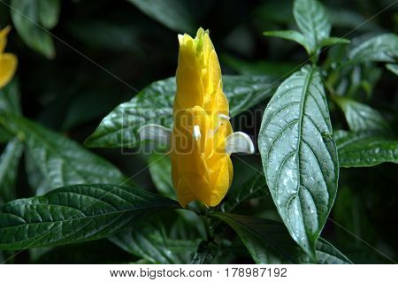 Lollipop yellow flower Pachystachys Lutea golden shrimp plant macro close up
