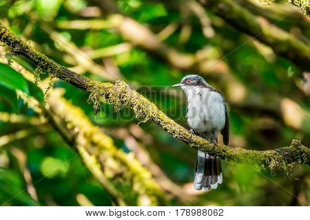 Dark-Backed Sibia in rain forest of Thailand
