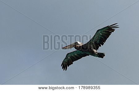 Pelican. The Image was taken in Florida, Everglades National Park.