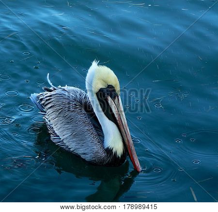 Pelican. The Image was taken in Florida, Everglades National Park.