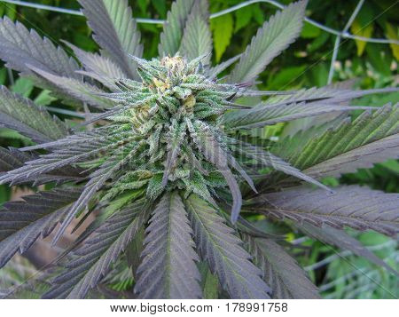 Cannabis flower (bud), growing in outdoor garden