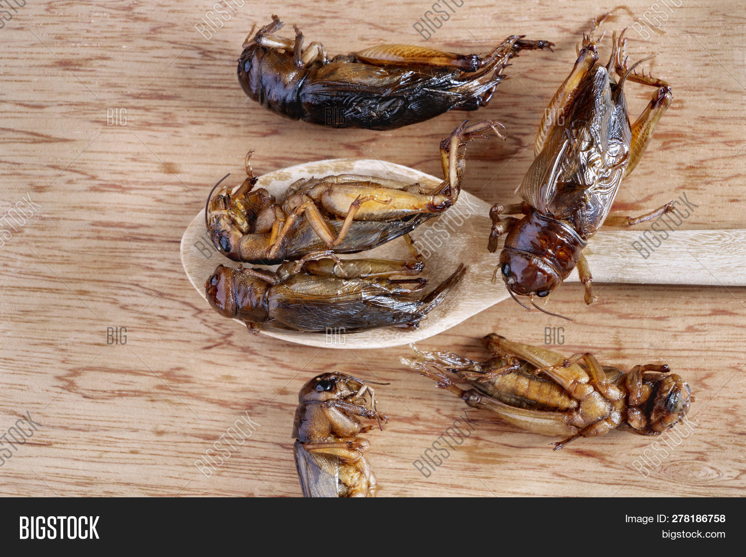 Insects Wooden Spoon Image & Photo (Free Trial) | Bigstock