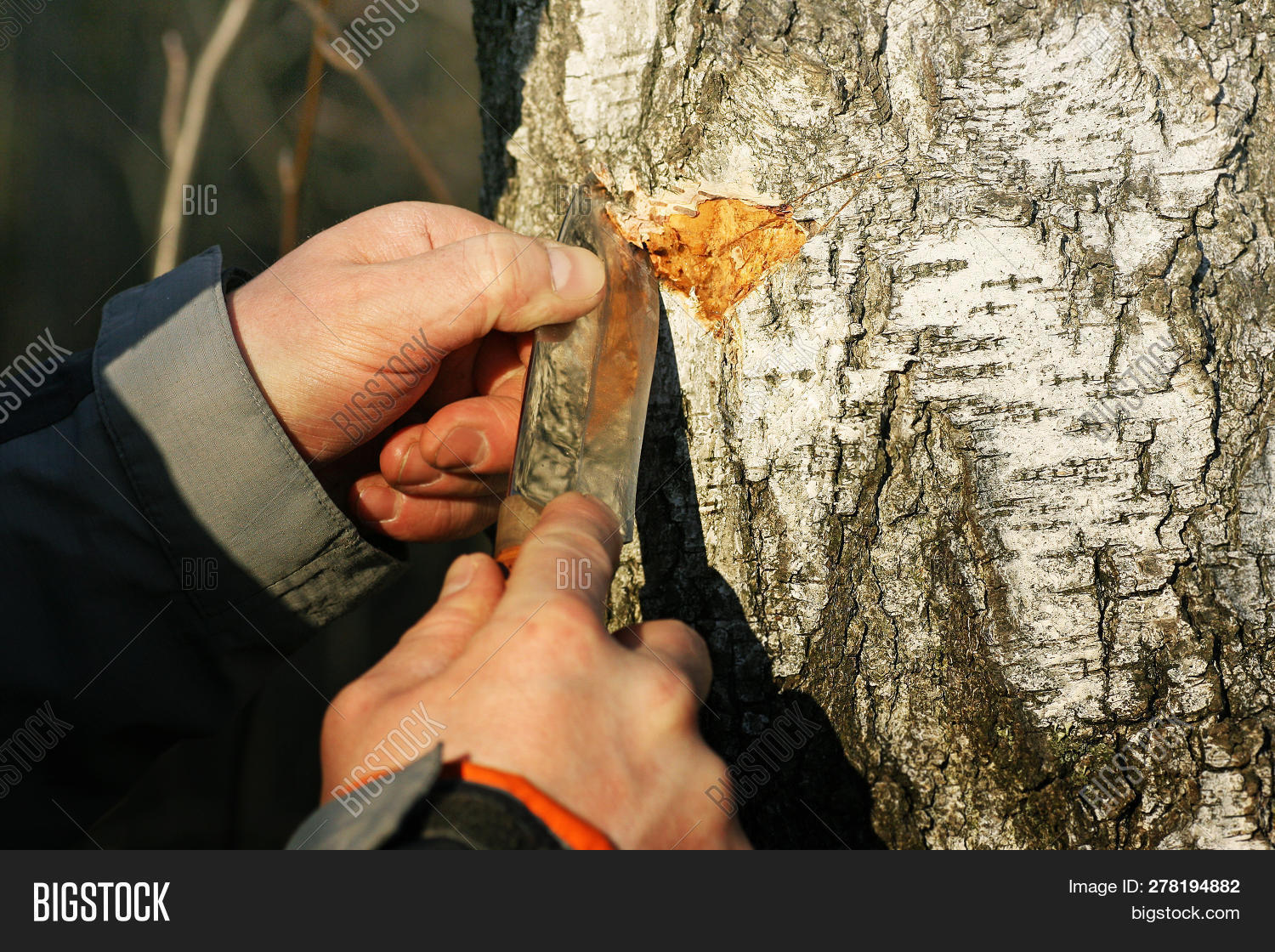 Birch Tree Sap Benefits And Extraction Methods [Explained!] – FYZQL