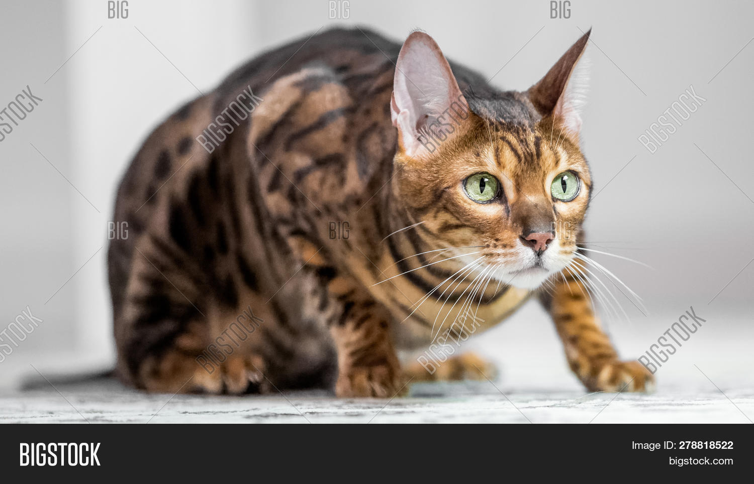 Bengal Cat Crouching Image & Photo (Free Trial) | Bigstock
