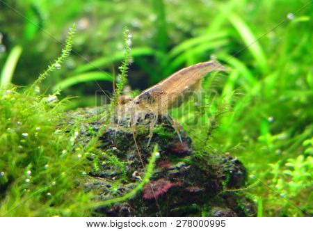 Amano Aquarium Shrimp (caridina Multidentata) In An Aquarium Among Aquatic Plants
