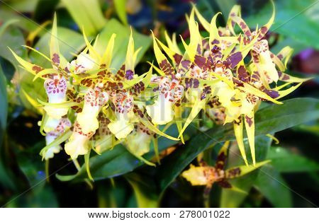 Orchid Brassia In The Greenhouse Of The Botanical Garden.
