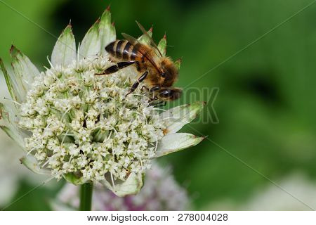 Great Masterwort (astrantia Major)