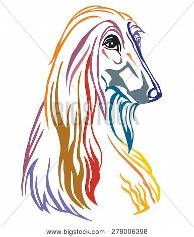 Colorful Decorative Portrait Of Dog Afghan Hound, Vector Illustration In Different Colors Isolated O