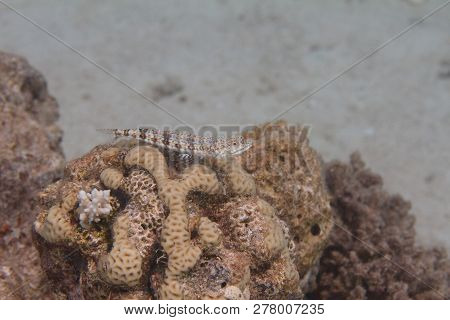 Reef Lizardfish On Coral Reef In Red Sea Off Eilat, Israel