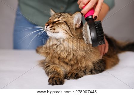 Tabby Cat Lying And Enjoying Being Cleaned And Combed. Combing The Furry Grey Striped Cat. The Conce
