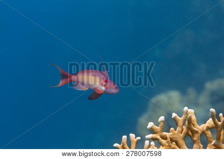 Lyretail Anthias Over Net Fire Coral On Coral Reef In Red Sea Off Dahab, Egypt