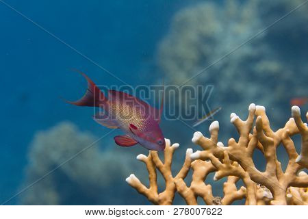 Lyretail Anthias Over Net Fire Coral On Coral Reef In Red Sea Off Dahab, Egypt