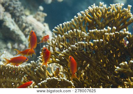 Lyretail Anthias In Front Of Net Fire Coral On Coral Reef In Red Sea Off Dahab, Egypt