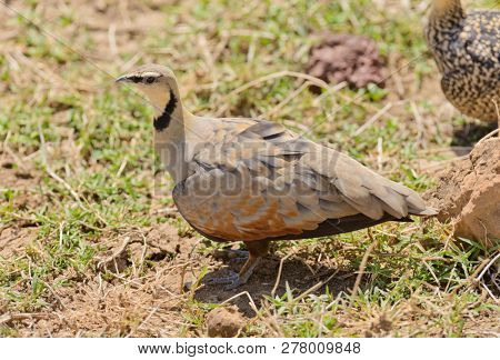 Male Yellow-throated sandgrouse (Pterocles gutturalis)