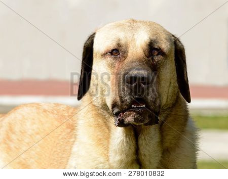 Kangal Shepherd Dog Portrait. The Portrait Of The Kangal Shepherd Dog.