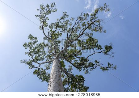 The Big Tropical Tree With Sky Background, View From Below. Scientific Name Dipterocarpus Alatus Or 